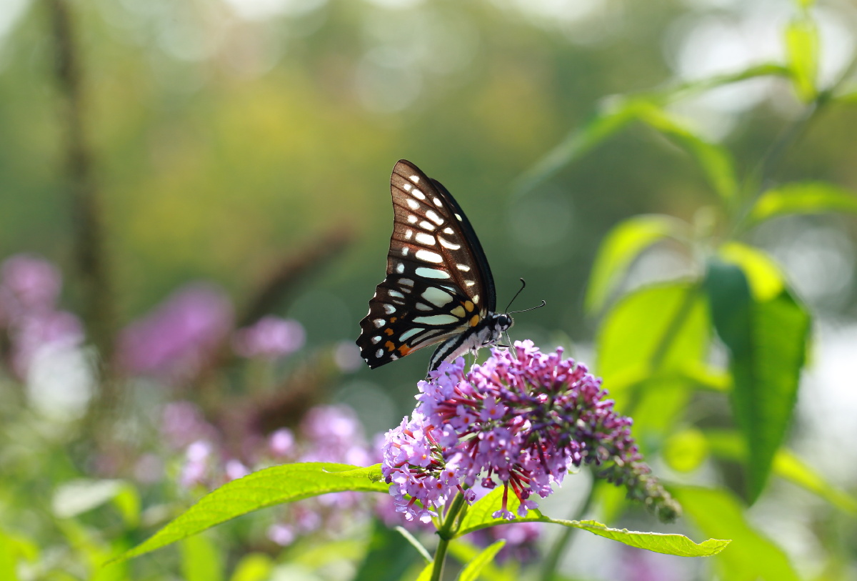 碎斑青凤蝶 - 疯镜国影s - 图虫