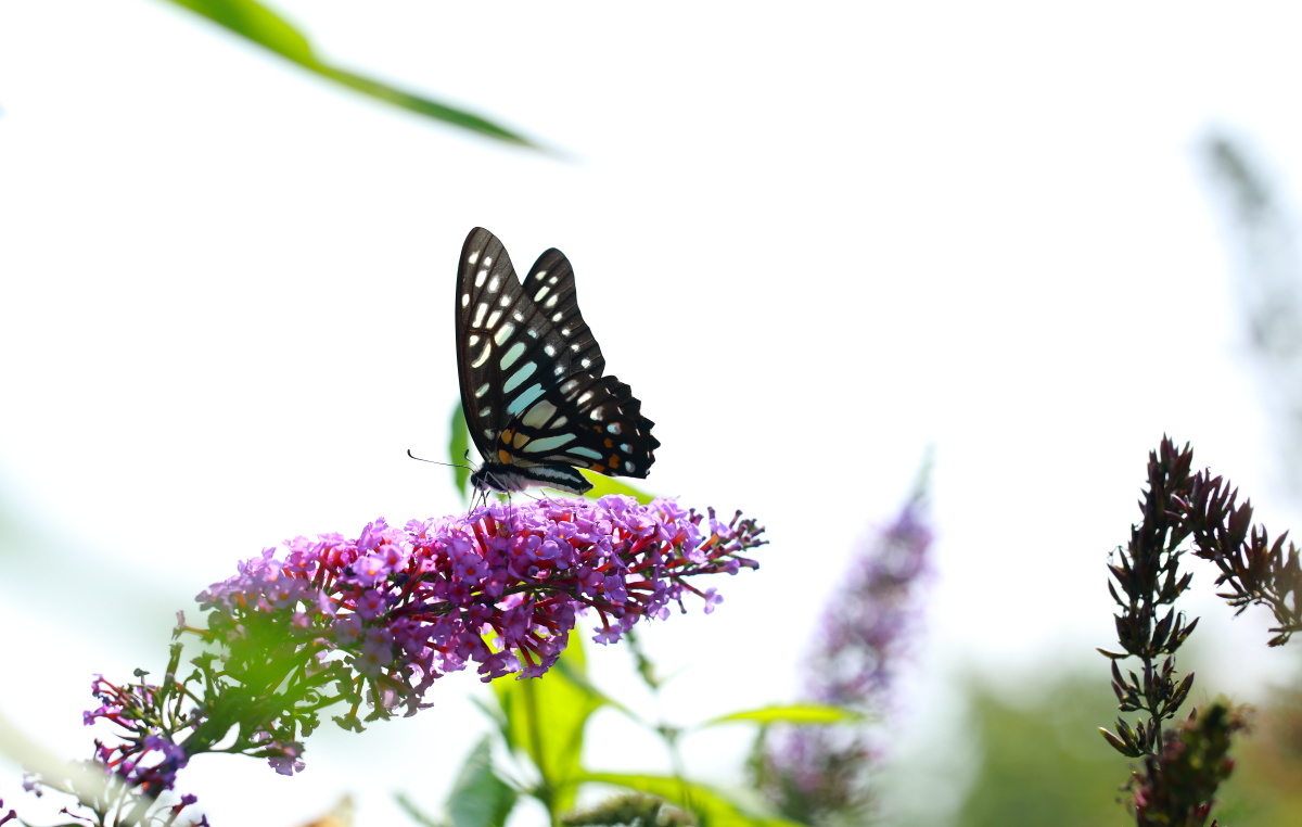 碎斑青凤蝶 - 疯镜国影s - 图虫