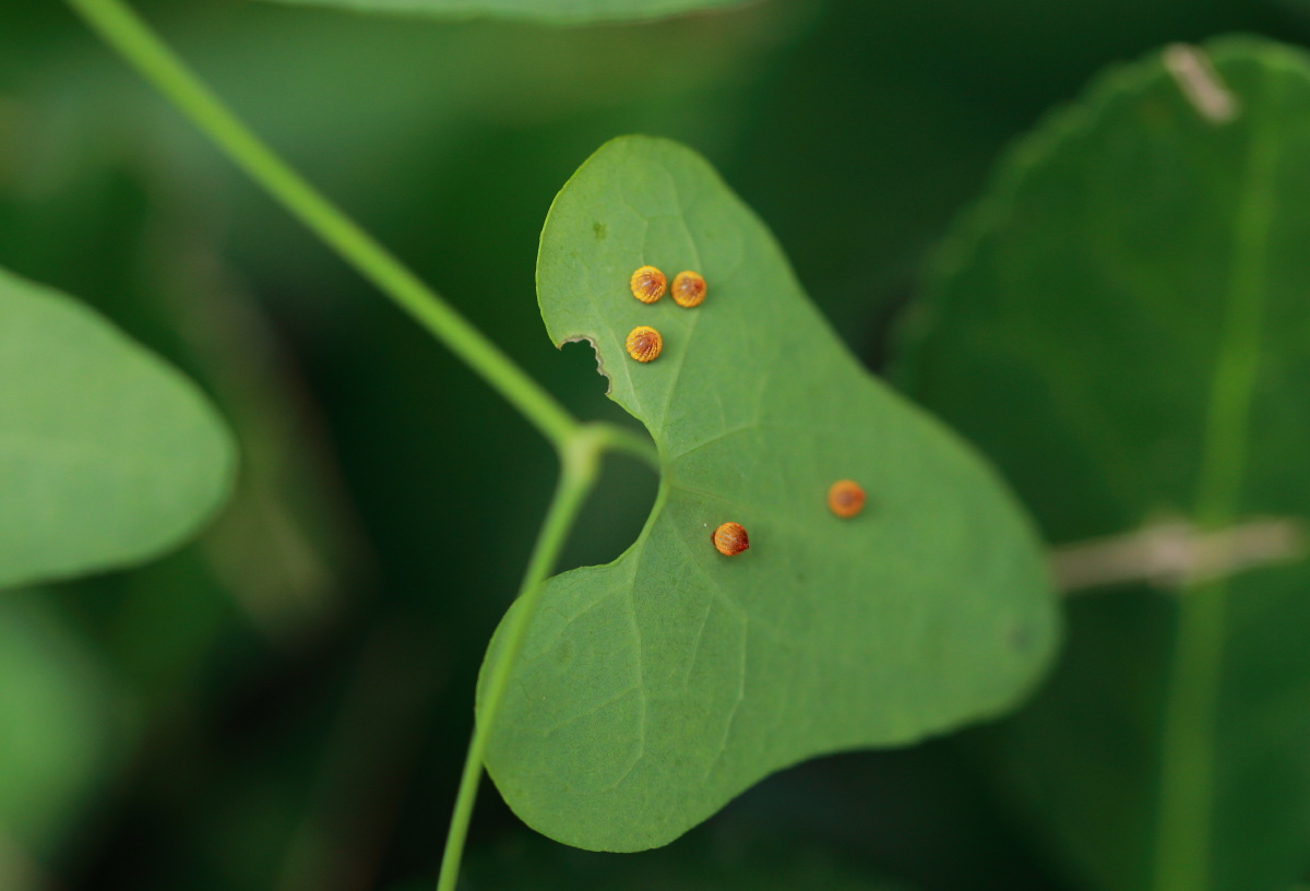 灰绒麝凤蝶从下蛋到幼虫到成虫的过程