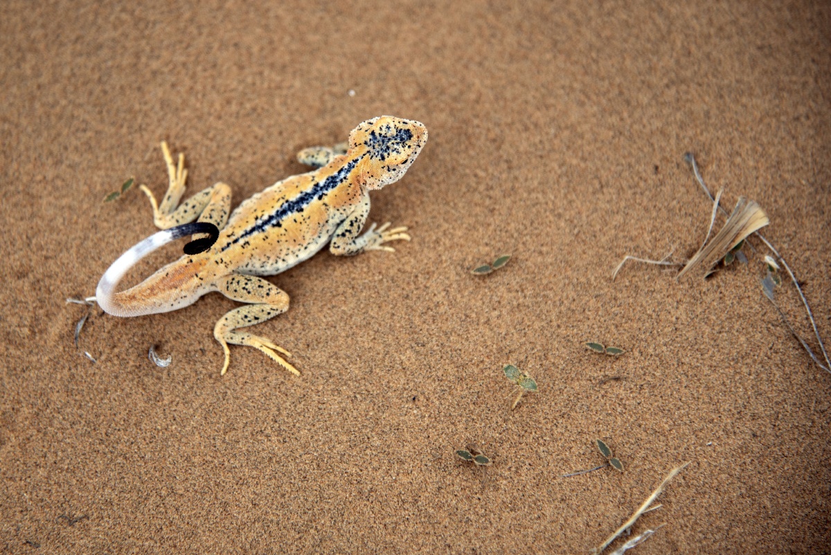 腾格里沙漠中的精灵沙漠壁虎