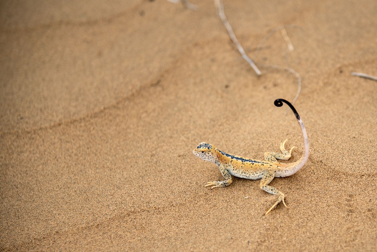 腾格里沙漠中的精灵沙漠壁虎