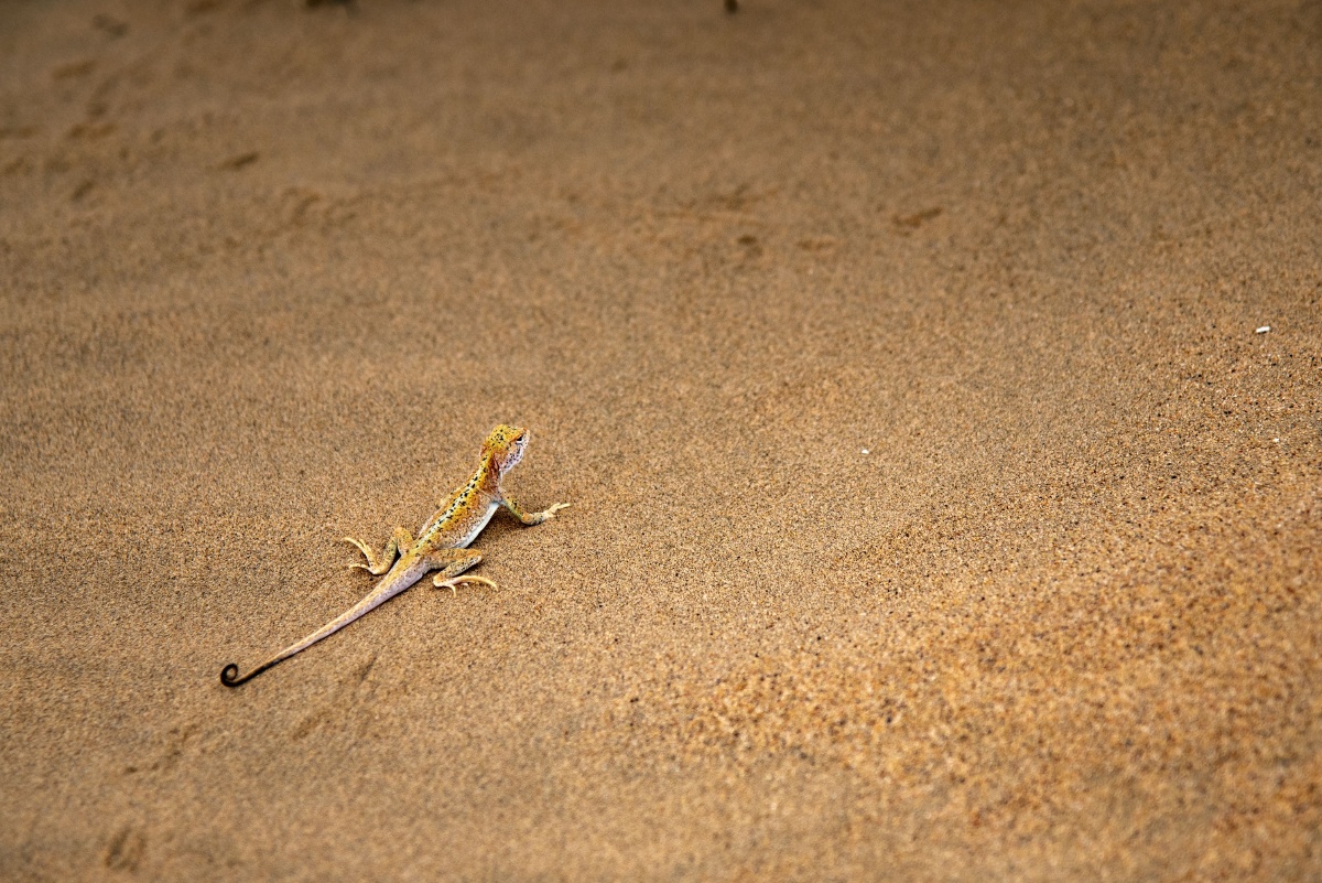 腾格里沙漠中的精灵沙漠壁虎