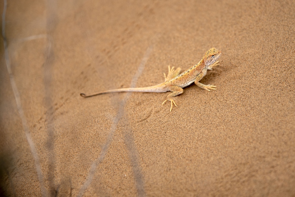 腾格里沙漠中的精灵沙漠壁虎