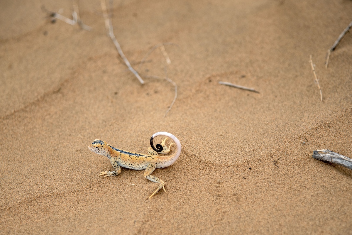 腾格里沙漠中的精灵沙漠壁虎