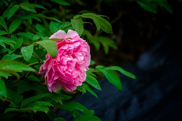 _DSC4345