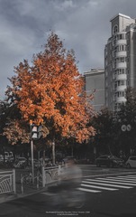 1426635