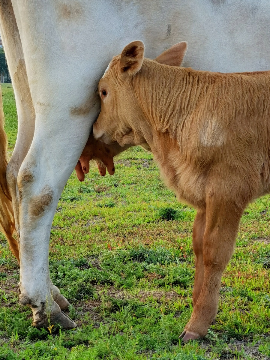 吃奶的小牛