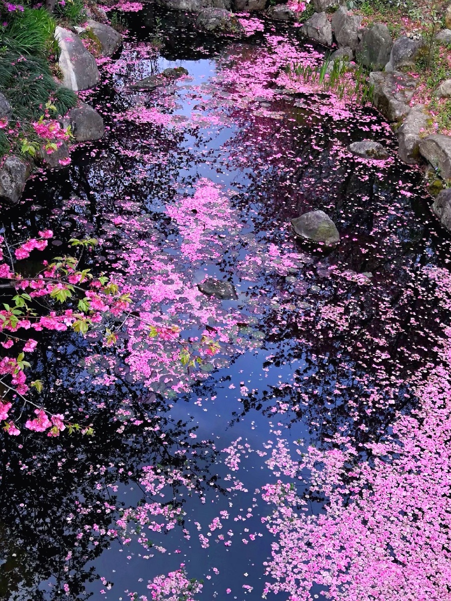 落红无数春雨后