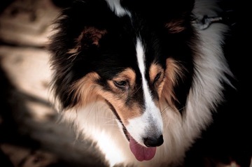 狗