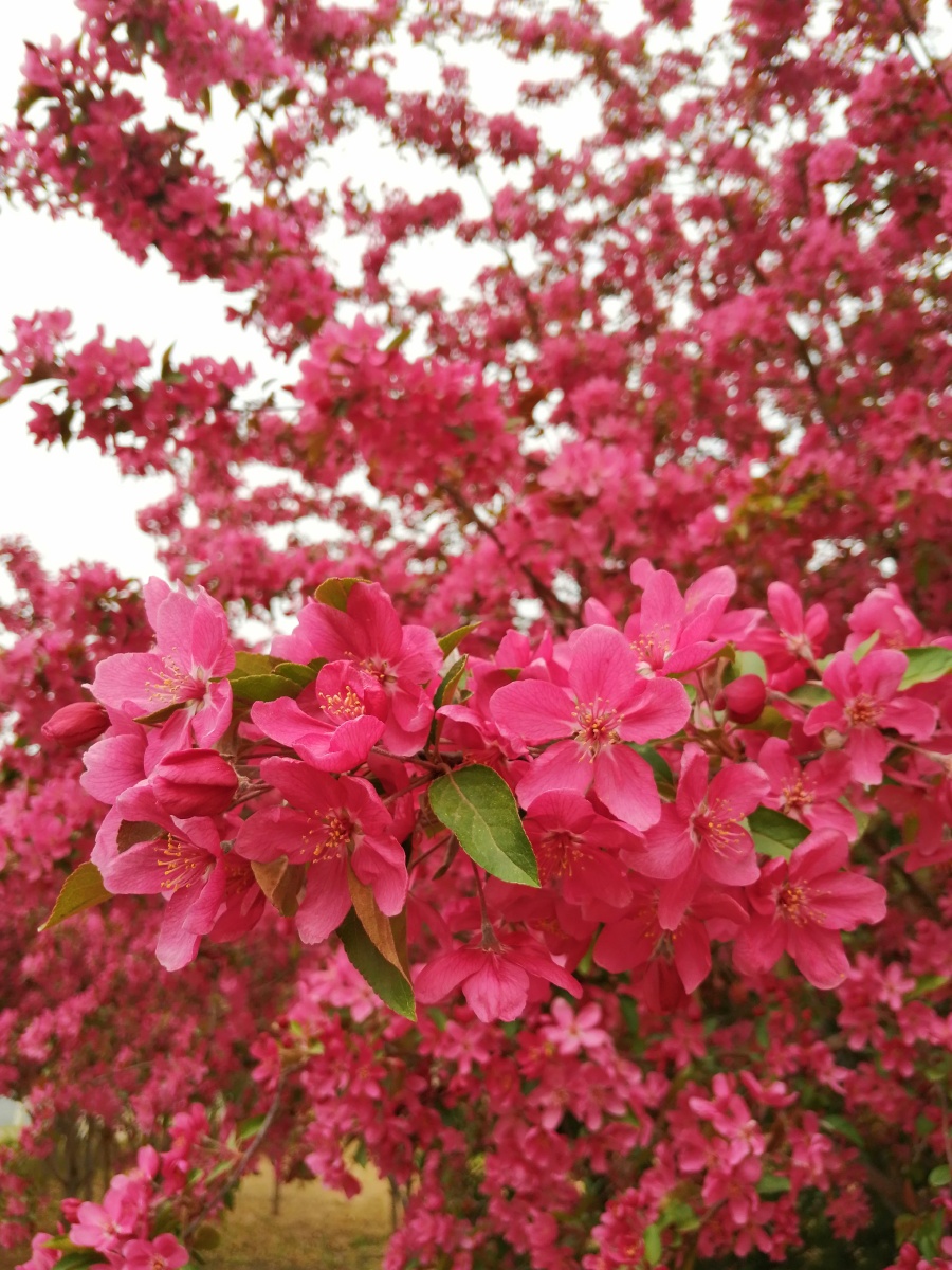 鲜艳的粉红色的北美海棠花