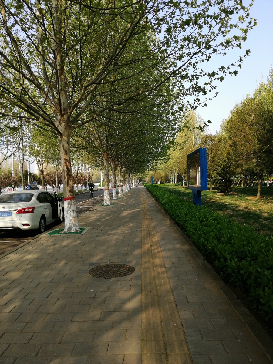 春天里北方城市的街道一片绿意盎然生机勃勃的样子