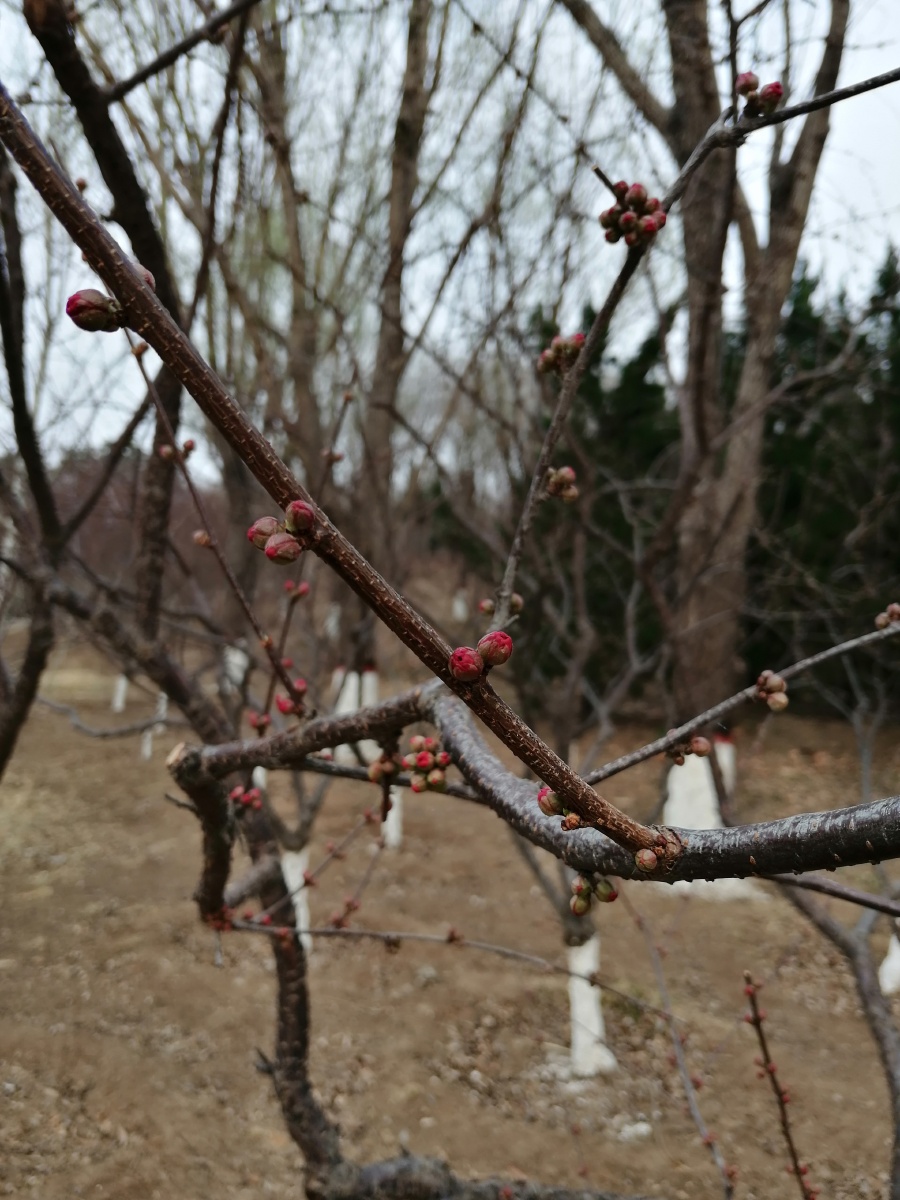 春天来了桃树上树枝的枝头冒出了许多花蕾等待开放