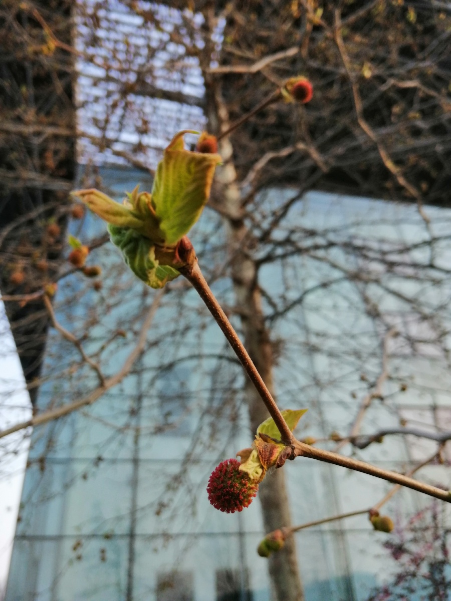 春天法式梧桐树发芽了并长出了一个小小的果实