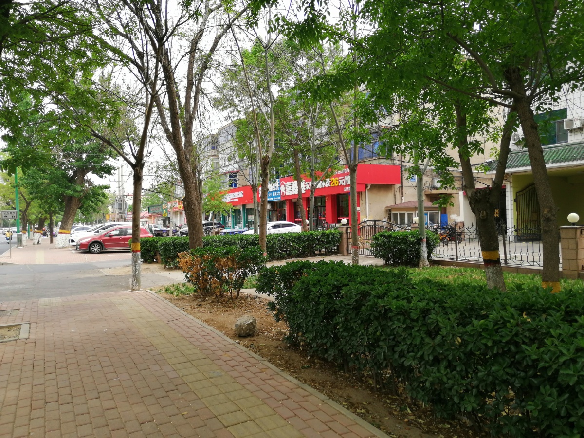 城市路边的树还有老旧小区