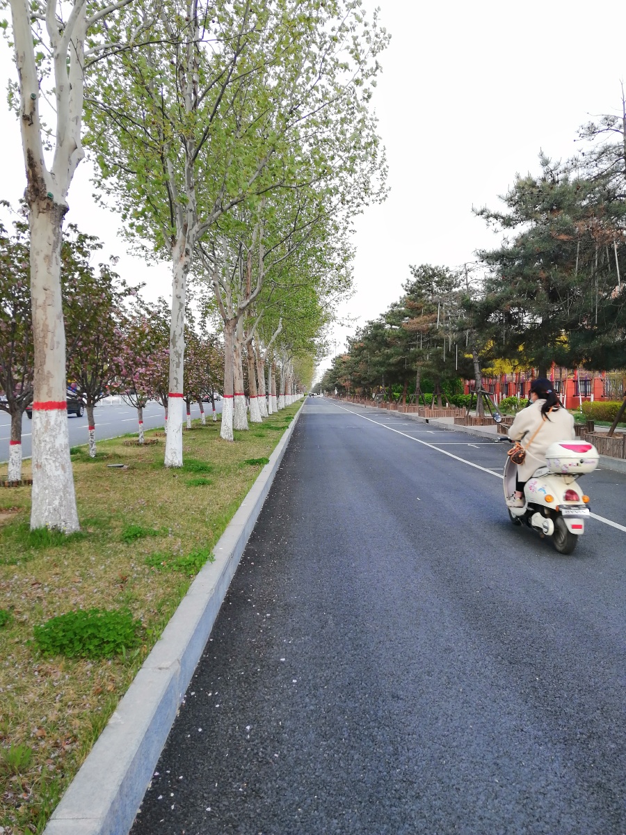 春天里北方城市的街道一片绿意盎然生机勃勃的样子