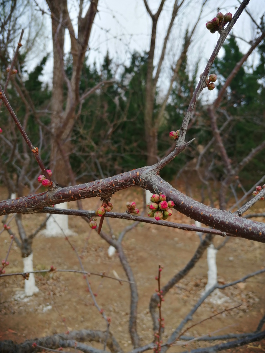 春天来了桃树上树枝的枝头冒出了许多花蕾等待开放