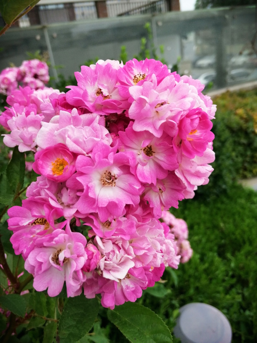 北方城市里漂亮的月季花