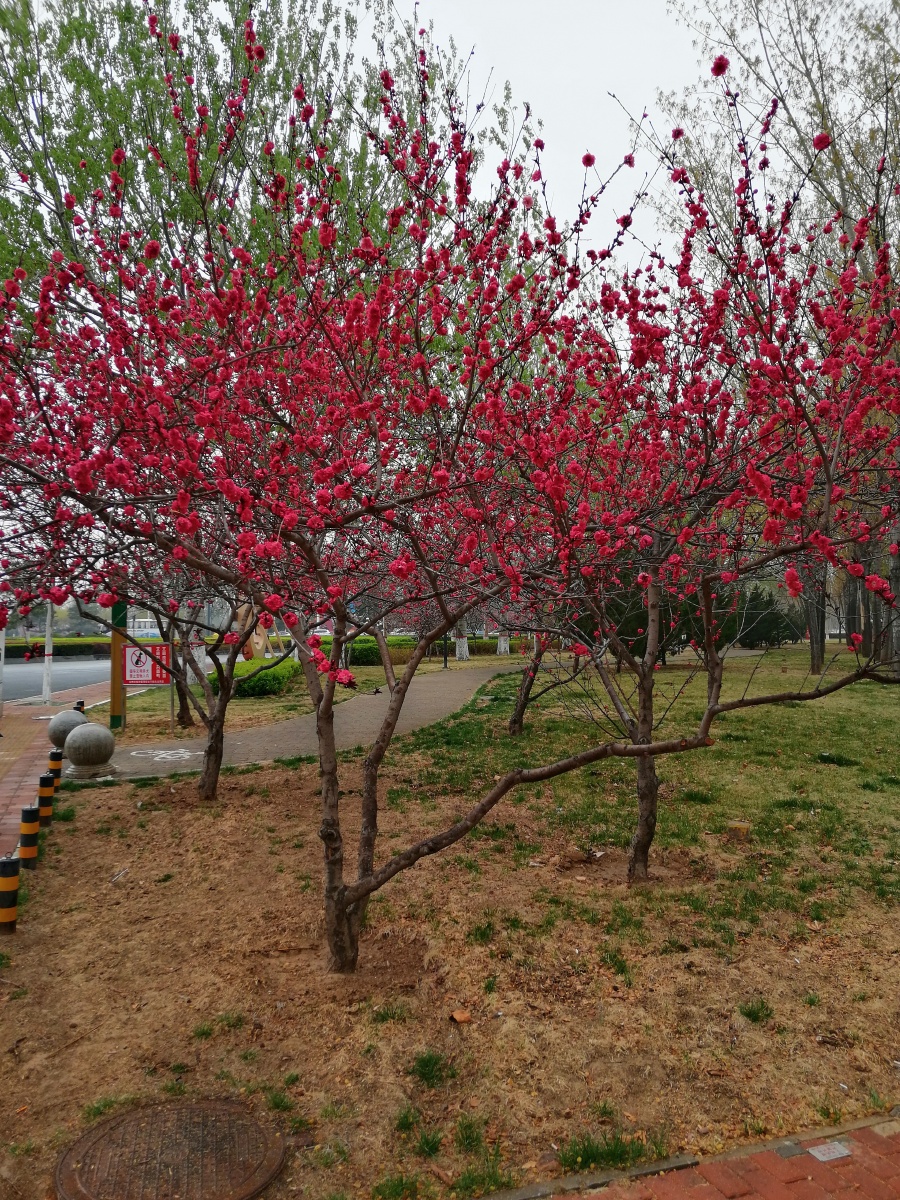 北方城市路边盛开的桃花
