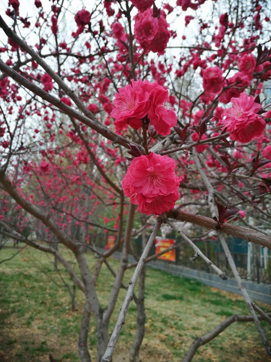 北方城市路边盛开的桃花