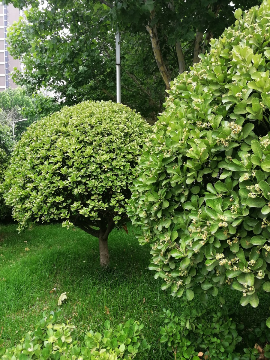 北方城市沧州街头的绿化带