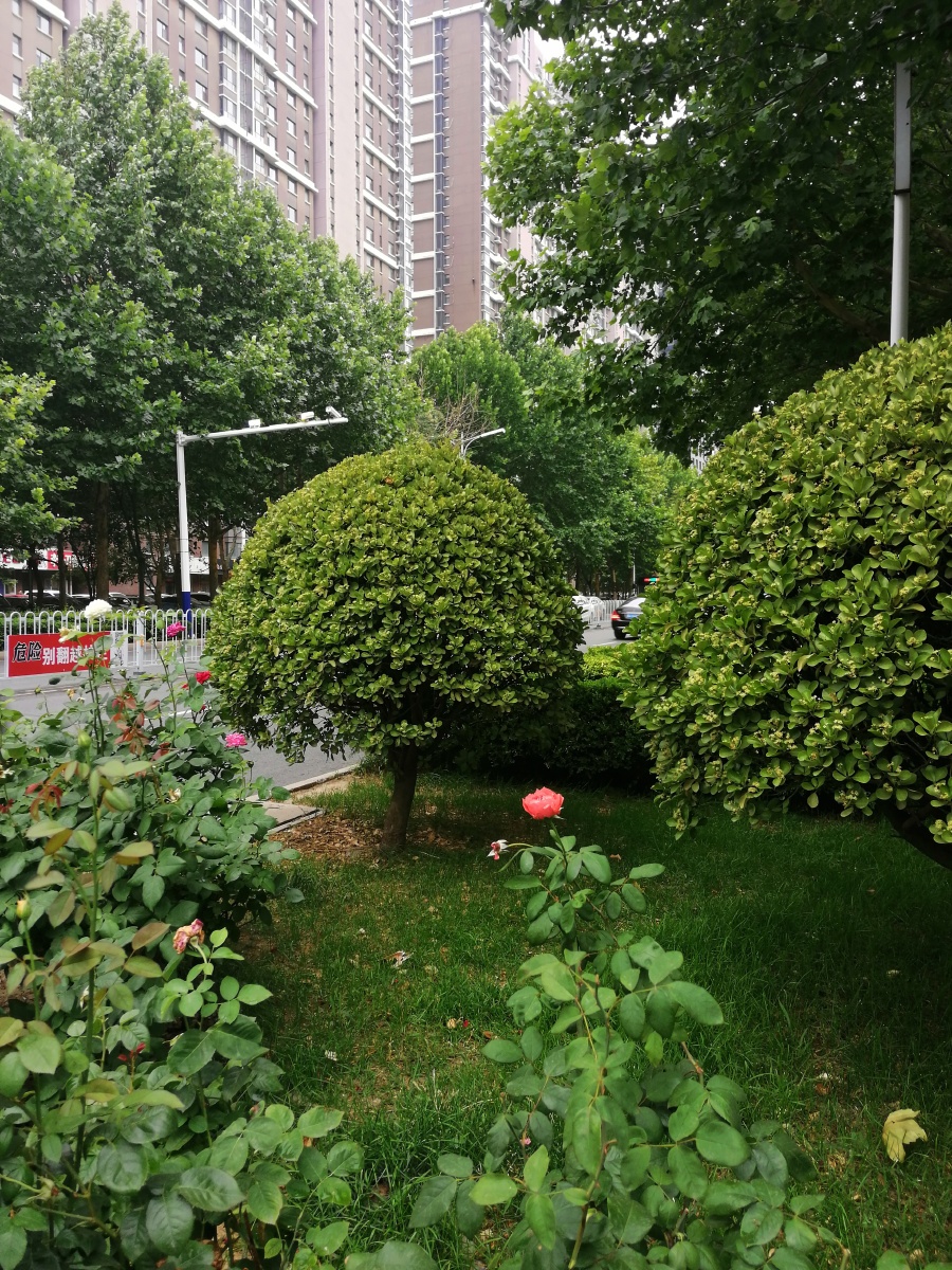 北方城市沧州街头的绿化带