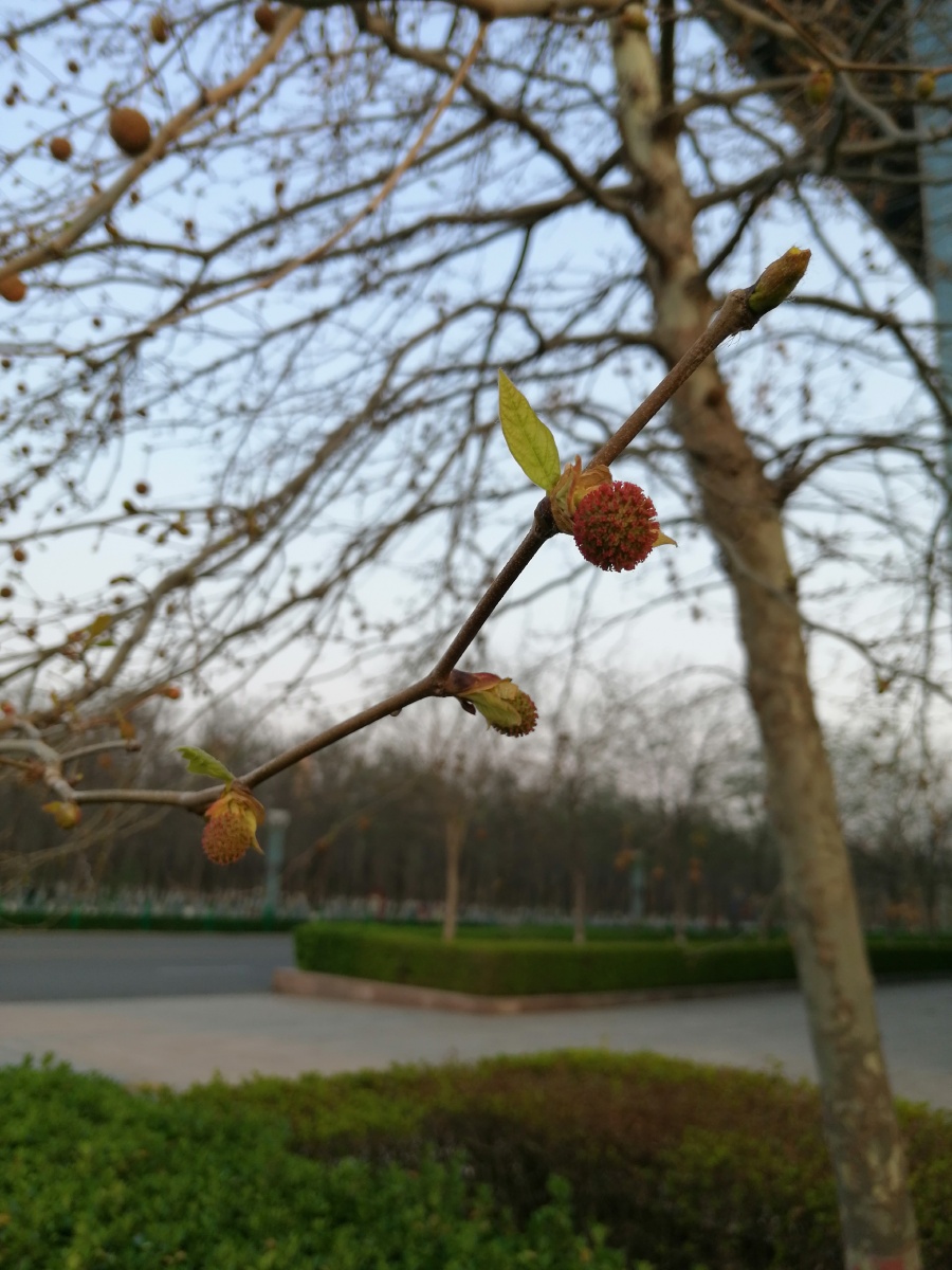 春天法式梧桐树发芽了并长出了一个小小的果实