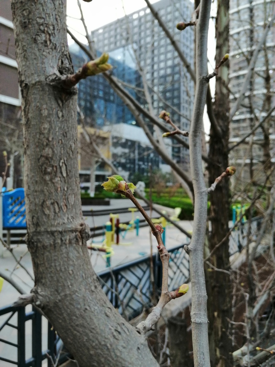 生长于北方城市沧州小区内的法式梧桐树发芽了