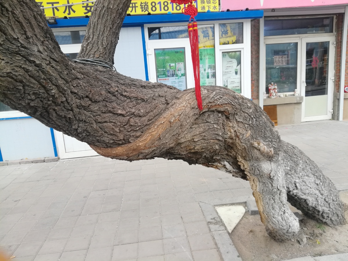 终于见到龙盘树了