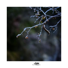 _DSC6106a