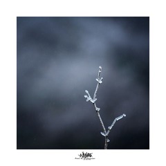 _DSC6111b