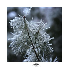 _DSC6141b