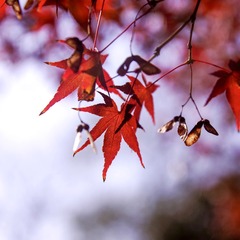 55D8AB68-146A-4B11-84CD-B3FC71182CFB/L0/001