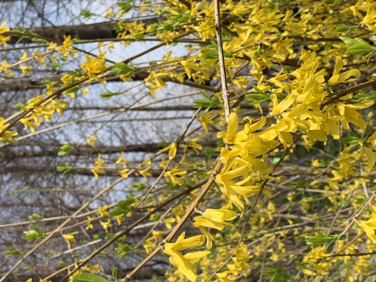 迎春花 - 足迹lu - 图虫