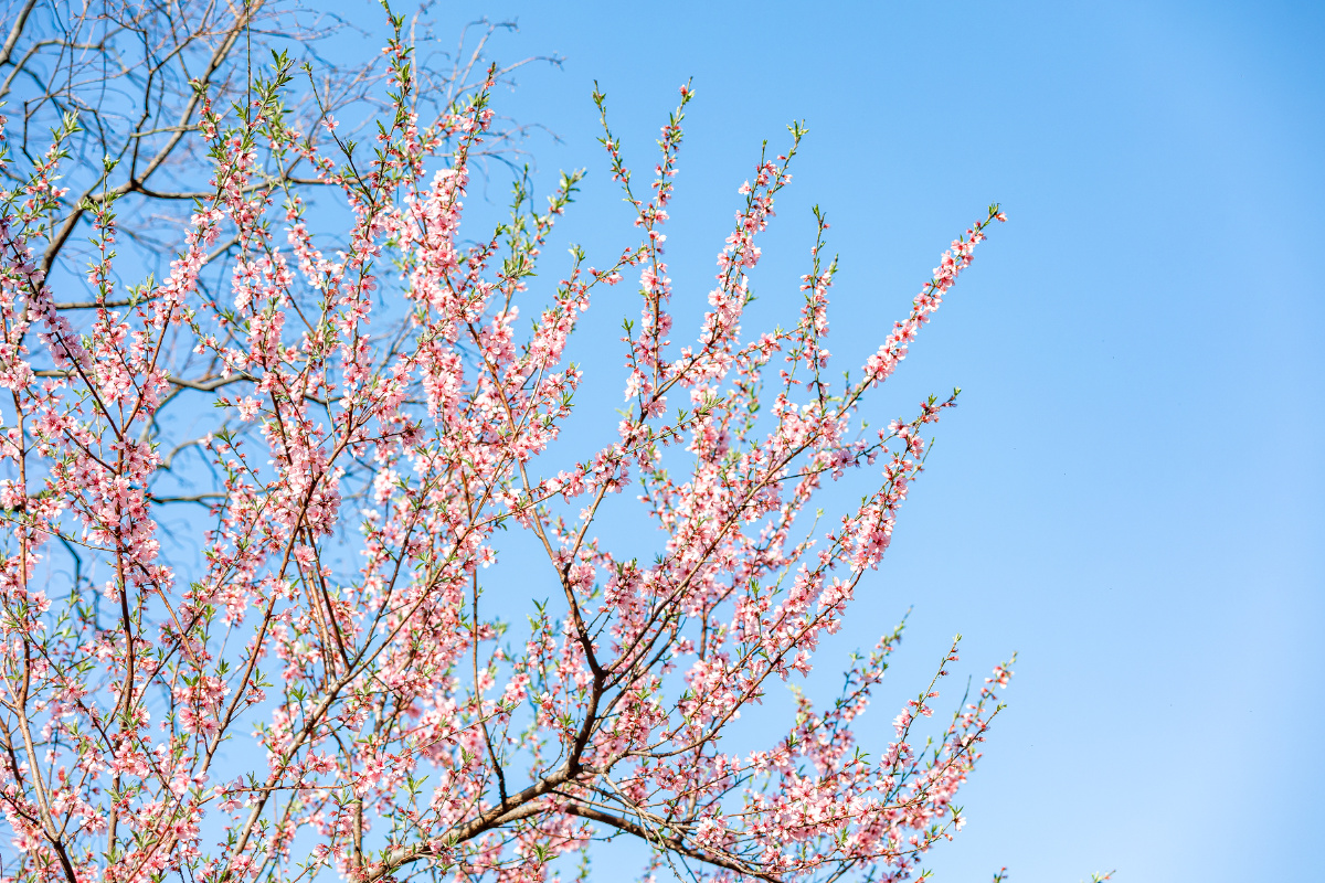 桃树桃花蓝天无云