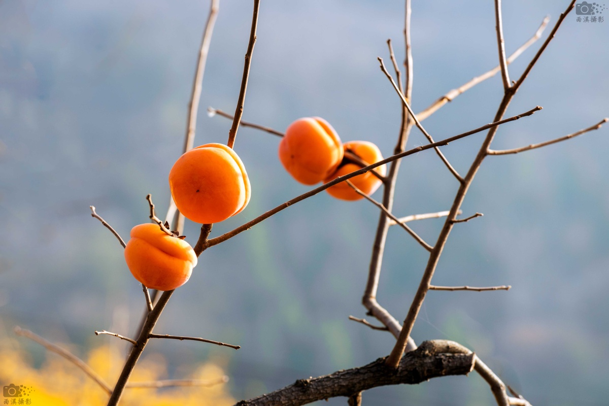 柿子红了拍摄于北京市房山区大峪沟磨盘柿子第一村