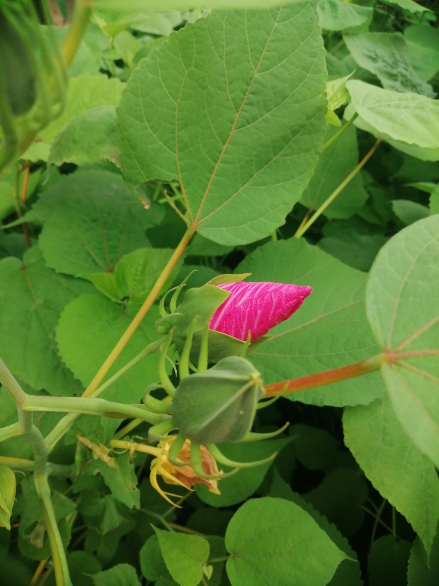 草本木槿花苞修图对比原图备份