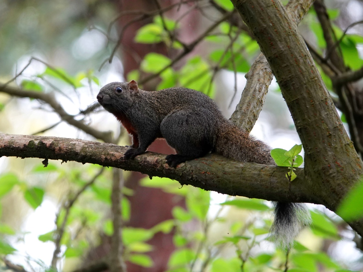 春天来了松鼠撒欢