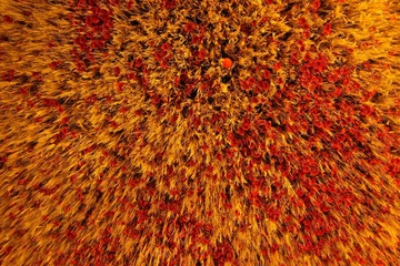 1000035808