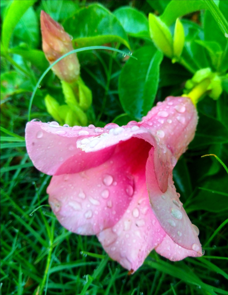 露水珠