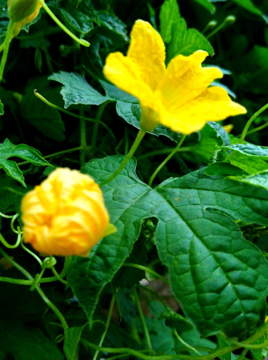 苦瓜花