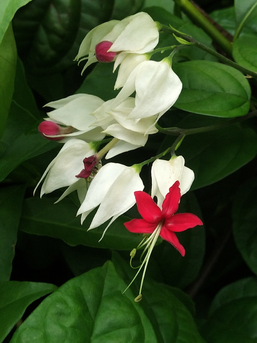 龙吐珠