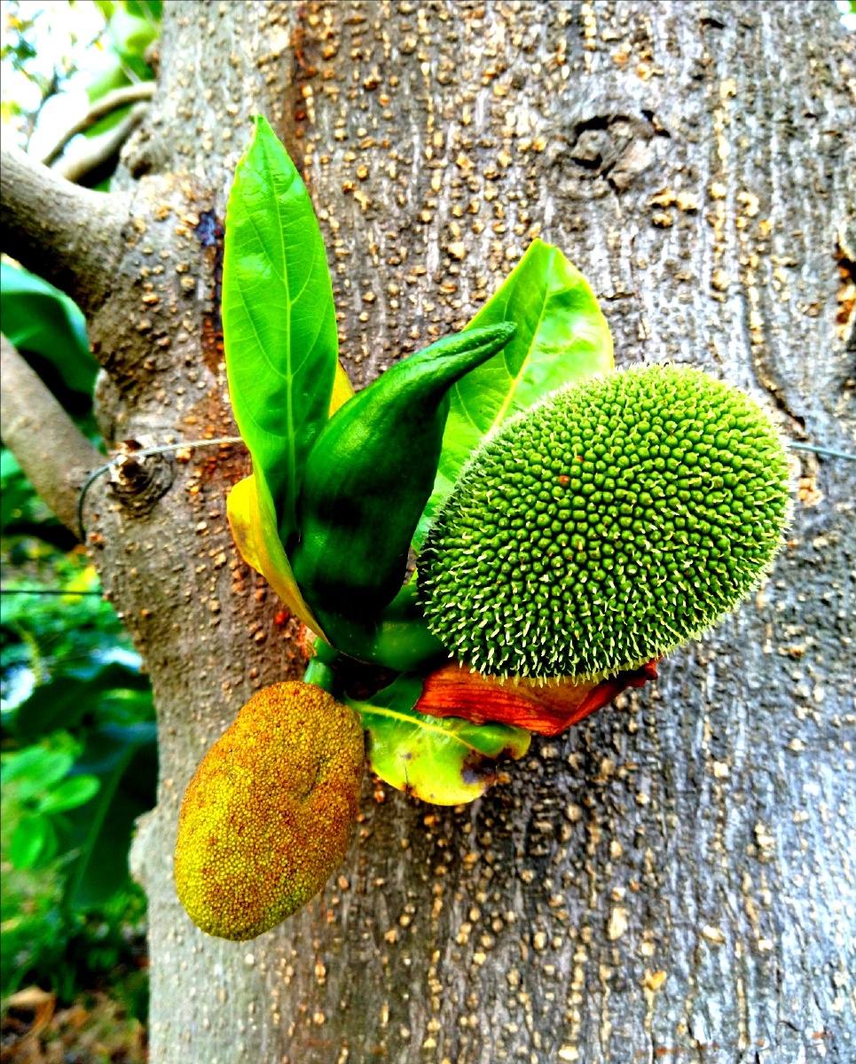 菠萝蜜果傍晚树植物果实叶子特写