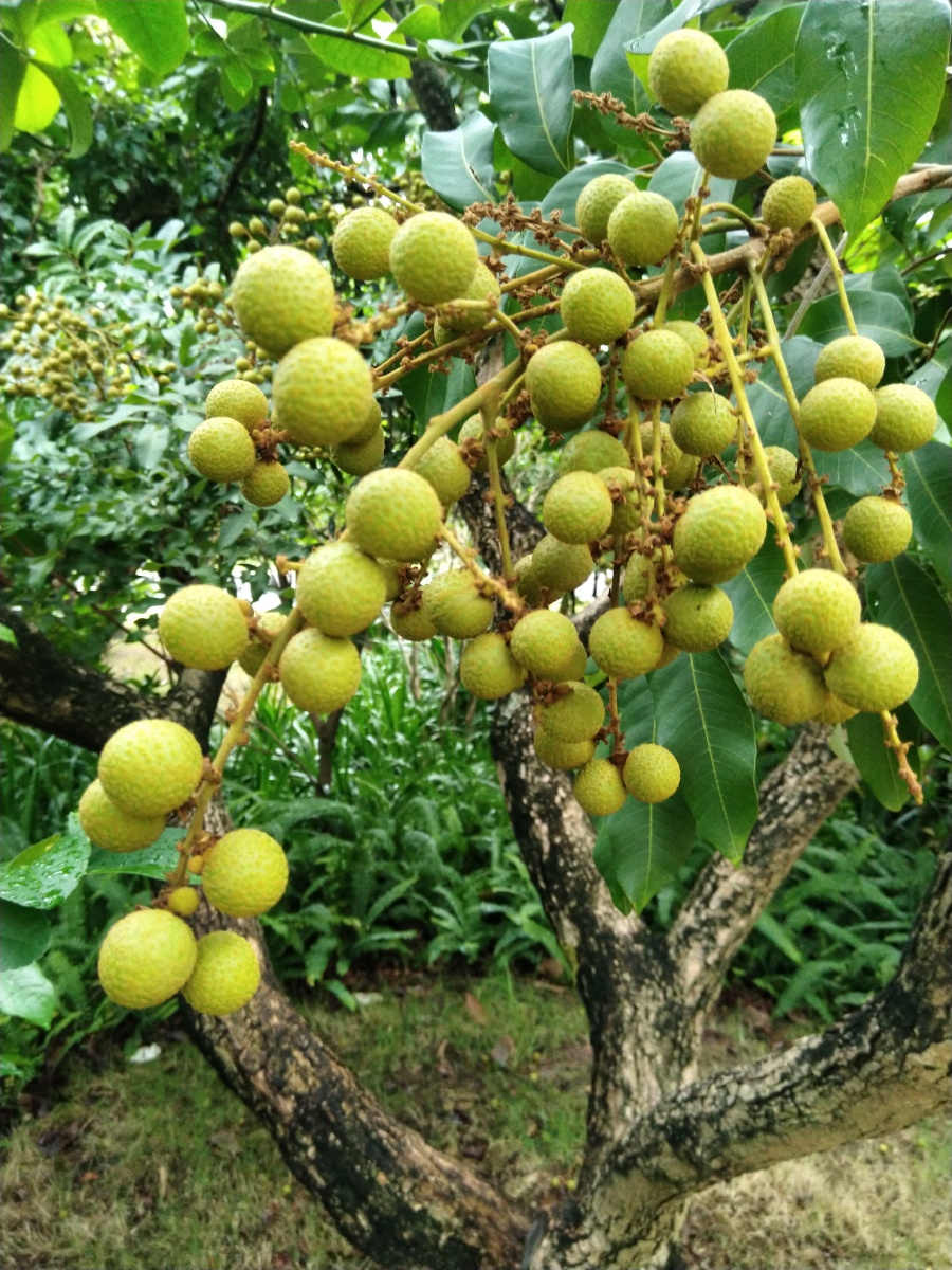 桂园开囗笑一一熟了