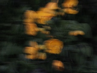 1000135340