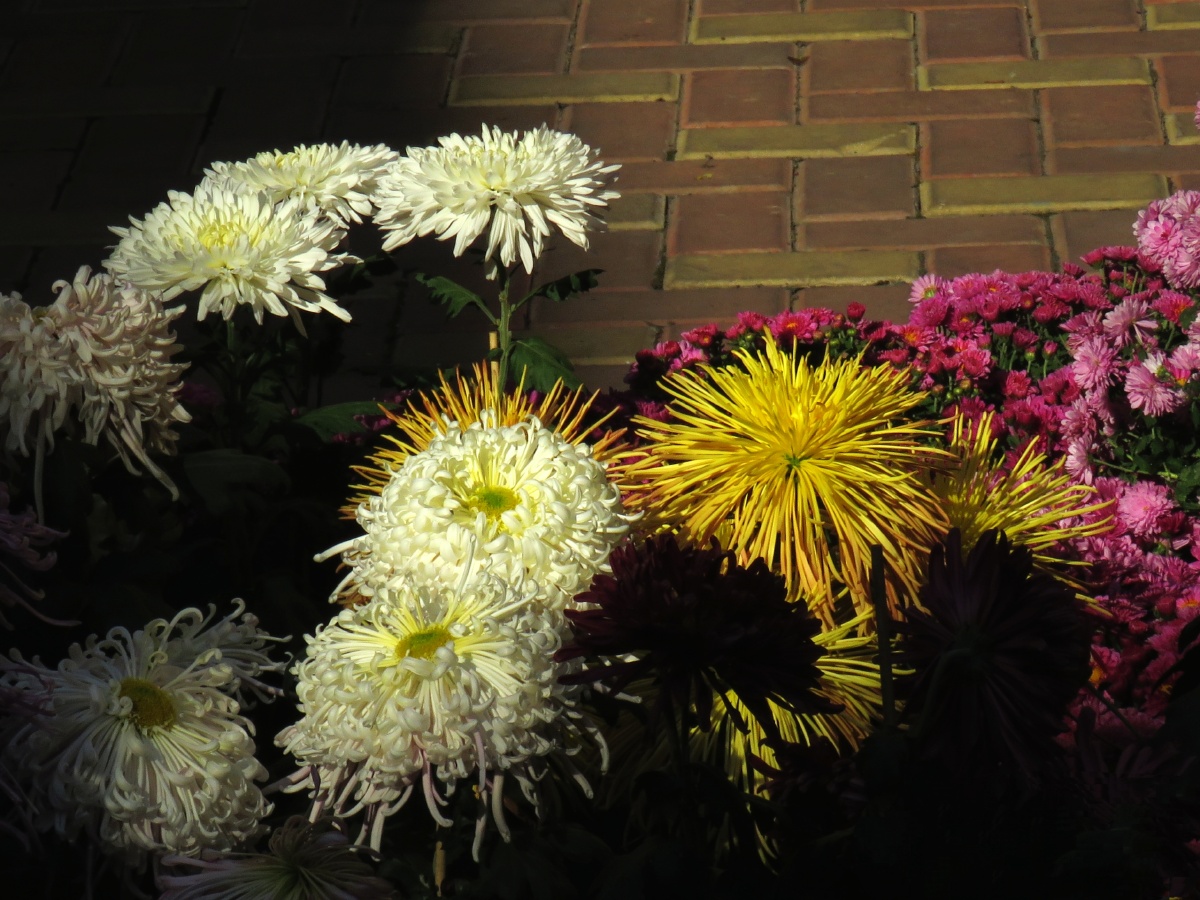 没有赞美的诗只有心在直白已是百花凋零的年华竟如此的妖艳美得令人