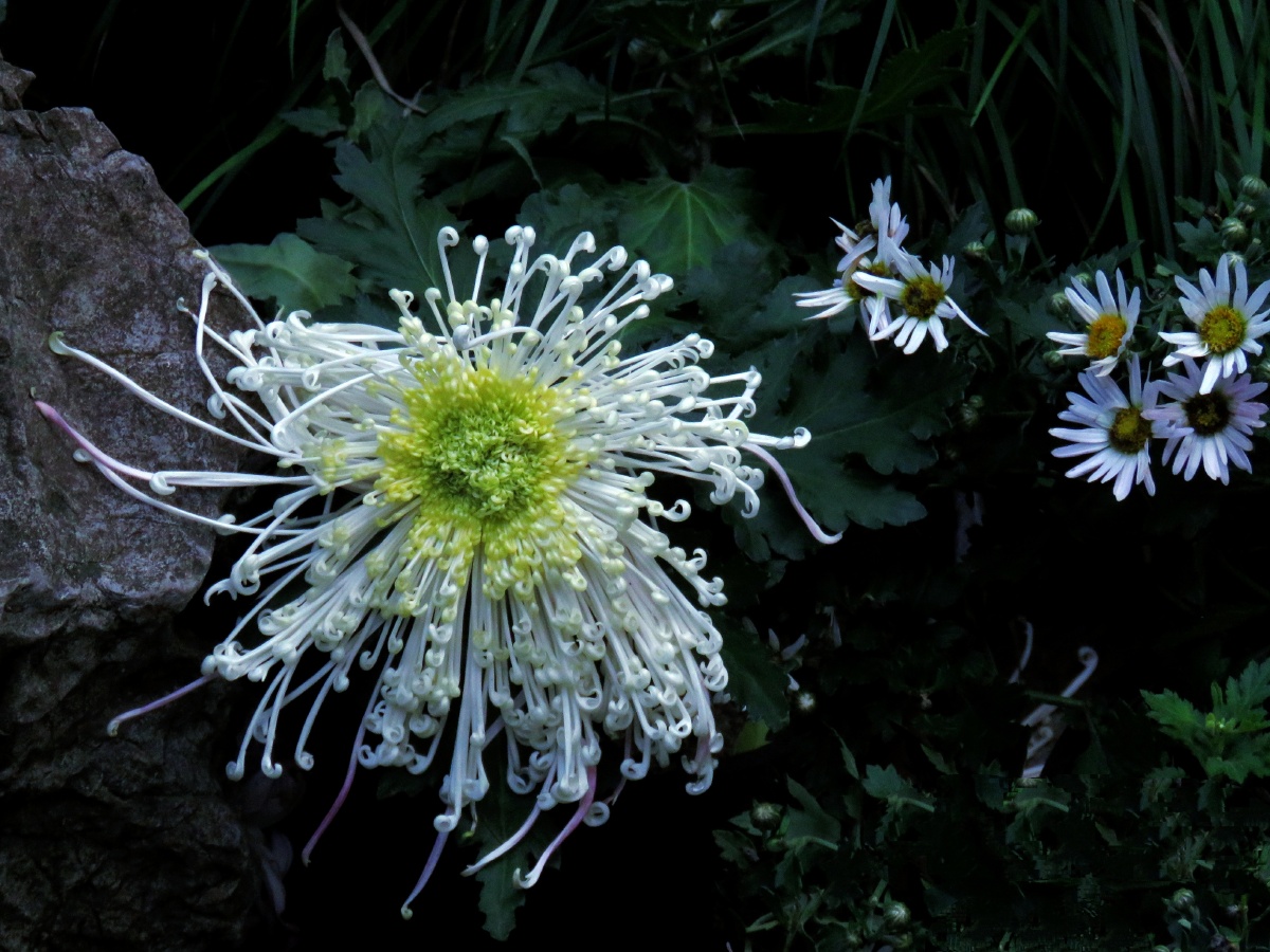 没有赞美的诗只有心在直白已是百花凋零的年华竟如此的妖艳美得令人