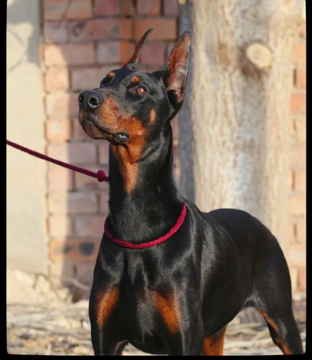 小胖训犬德系杜宾 - 图虫