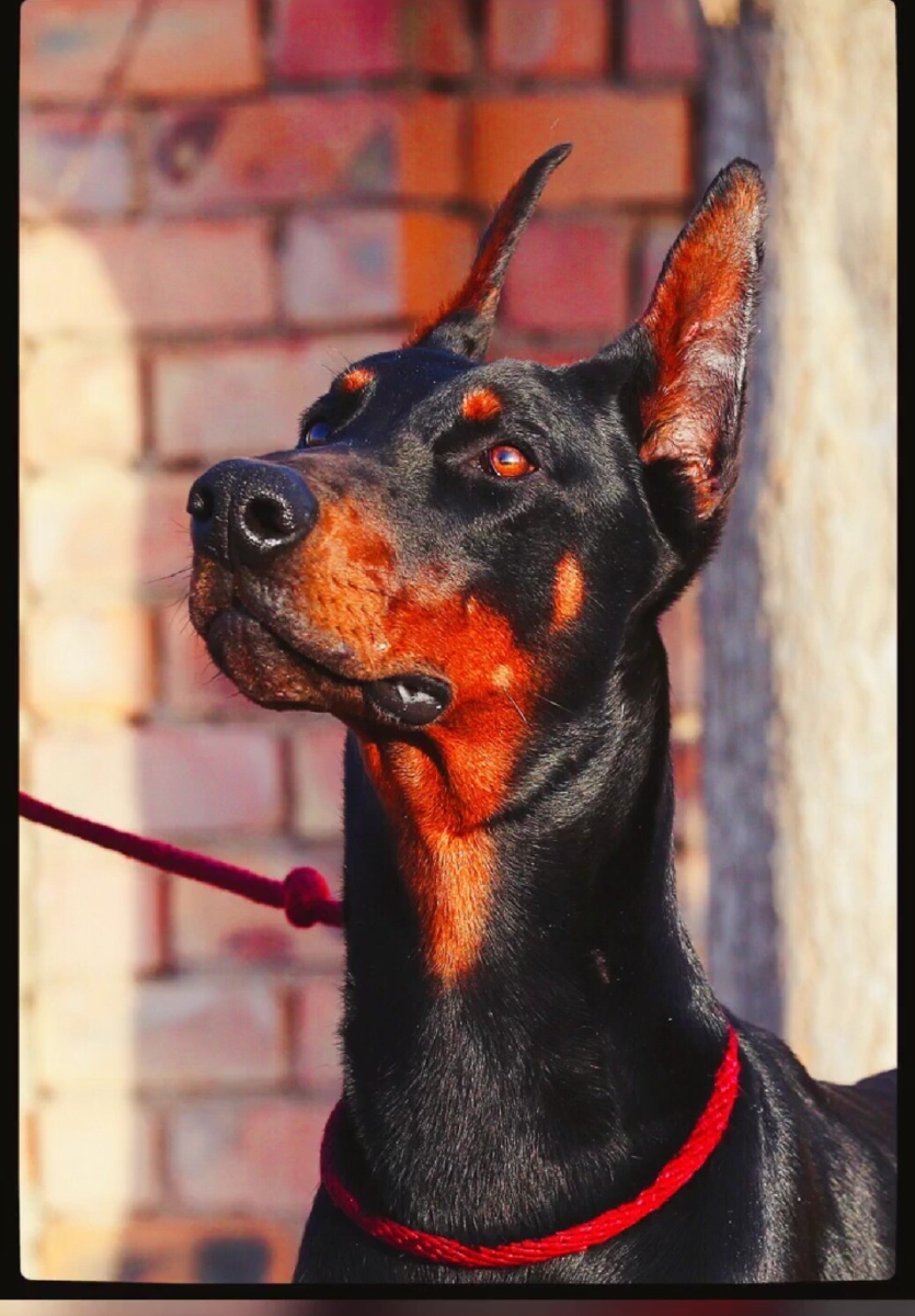 小胖训犬德系杜宾 - 图虫