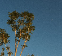 Optional("40832FE6-423B-49EC-837F-35D5CB9C6809/L0/001")