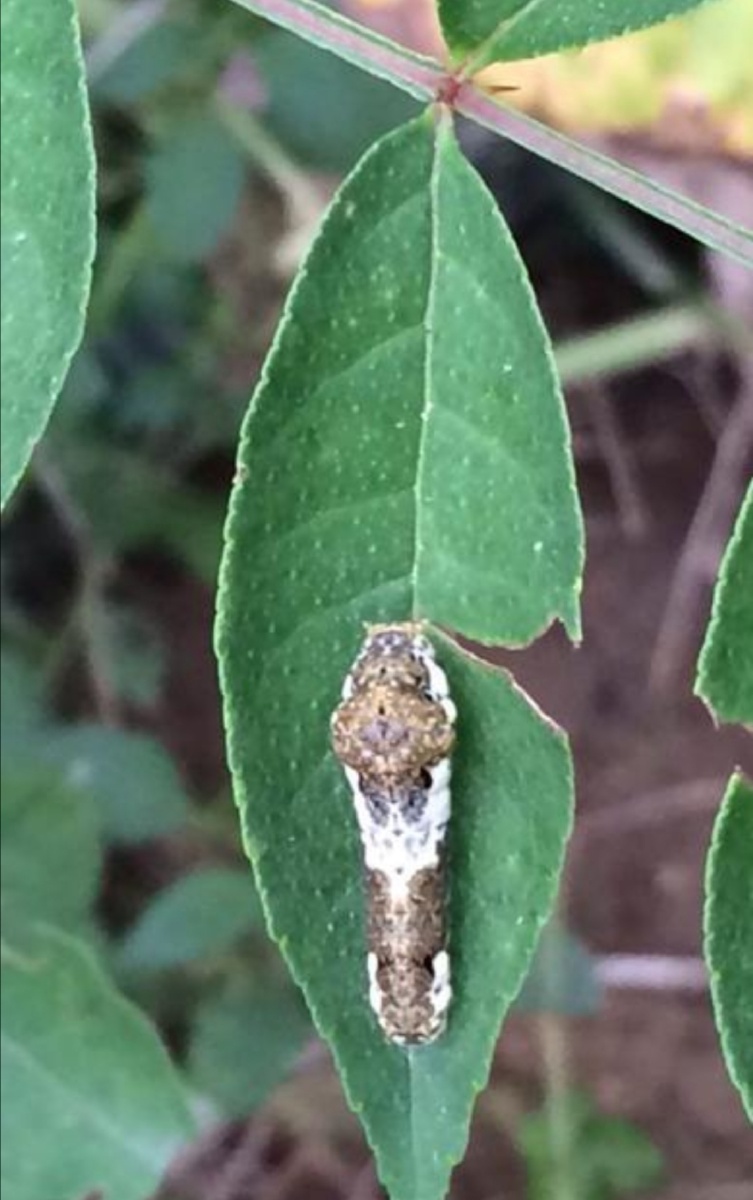 花椒凤蝶吃花椒叶长大的蝴蝶